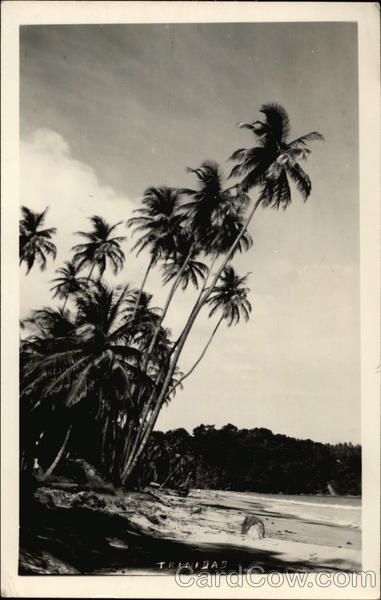 Palm Trees and Beach Trinidad Caribbean Islands