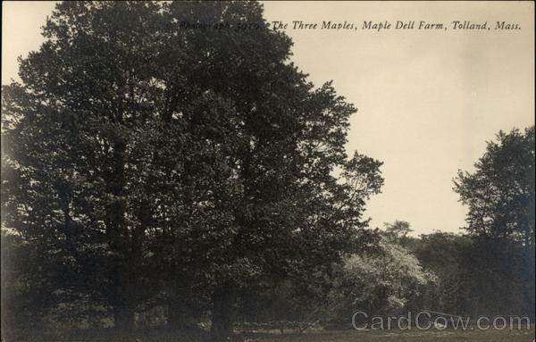 The Three Maples, Maple Dell Farm Tolland Massachusetts