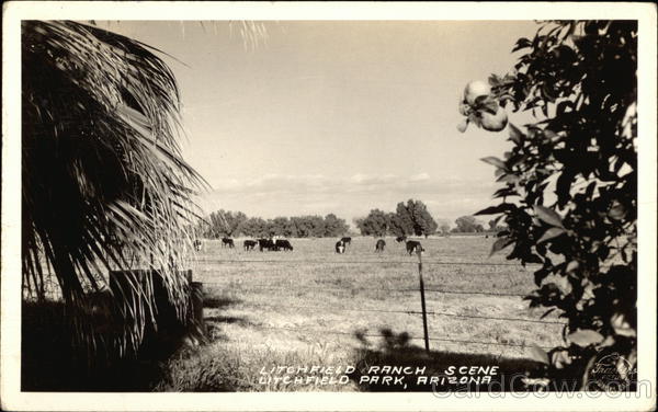Lotchfield Ranch Scene Litchfield Park Arizona