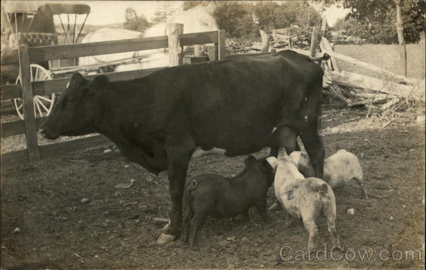 Pigs Nursing from Cow Rockford Michigan