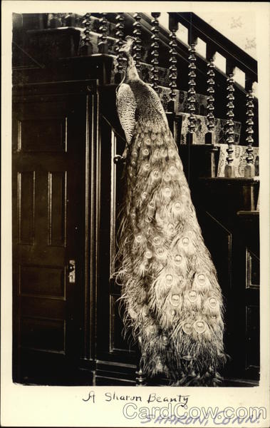 A Sharon Beauty, Photo of Peacock near Staircase Connecticut