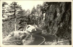 Winding thru the Pines Postcard