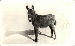 Baby Donkey Postcard