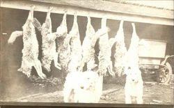 Dead Wolves Hanging From Rafters Postcard