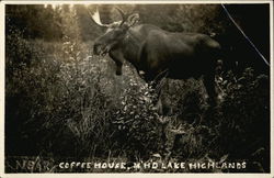 Moose Near Coffeehouse Postcard Postcard Postcard