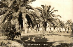 Palm Tree Grove and Shadows Harlingen, TX Postcard Postcard Postcard