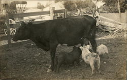 Pigs Nursing from Cow Rockford, MI Postcard Postcard Postcard