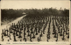 Dewberry Field near Southern Pines Dewberry Field near Southern Pines