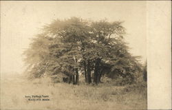 King Phillip's Trees Postcard