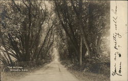 The Willows - Medfield, Mass. Postcard