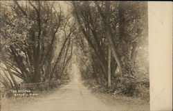 The Willows Postcard
