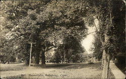 Three Oaks Postcard