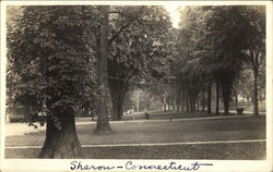 Trees - Outdoor Scene Sharon, CT Postcard Postcard Postcard