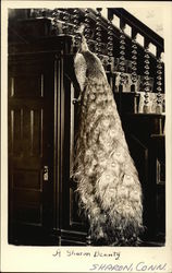 A Sharon Beauty, Photo of Peacock near Staircase Postcard