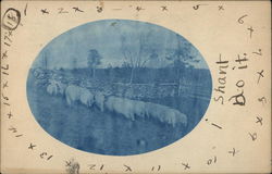 Sheep Grazing in a Field Postcard