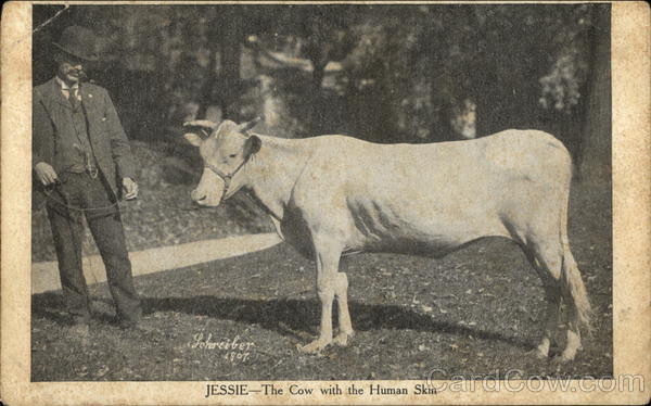 Jessie, The Cow with the Human Skin Cows & Cattle