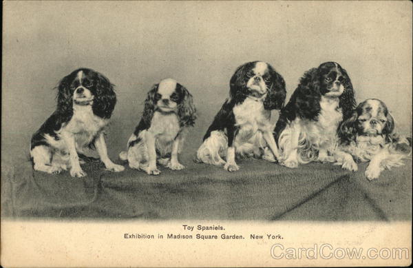 Toy Spaniels. Dogs