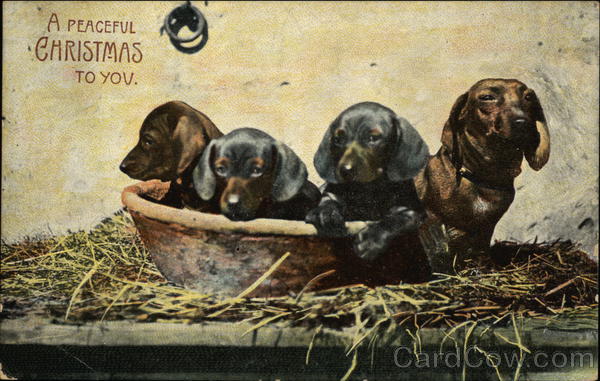 Miniature Dachshund Puppies in a Basket Dachshunds