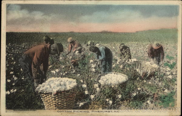 Cotton Picking Black Americana