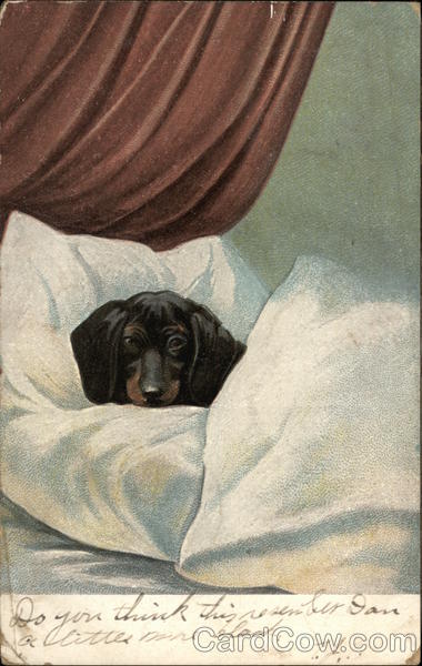 Miniature Dachshund Laying in Bed Dachshunds