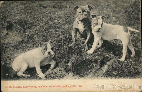 Pitbull Puppies Playing Dogs