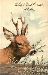 Deer With Short Antlers Eating Pussy Willow Postcard Postcard Postcard