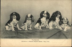 Toy Spaniels. Postcard
