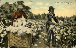 Painting Man, woman and child picking cotton - In the Land of King Cotton Black Americana Postcard Postcard Postcard