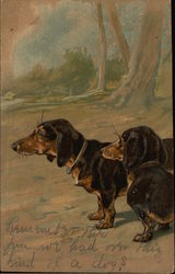 Miniature Dachshund Illustration Postcard