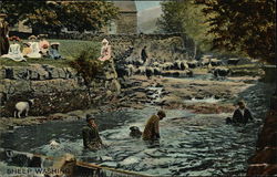 Sheep Washing in the River Sheep Washing in the River