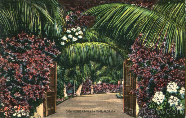 Bougainvillea Vine Florida Flowers