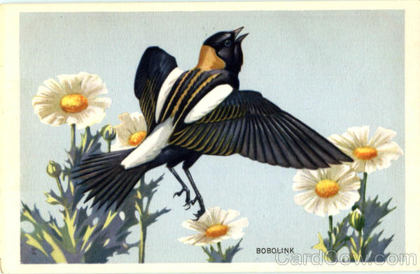 Bobolink Birds