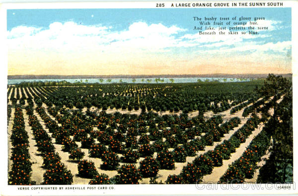 A Large Orange Grove In The Sunny South Farming