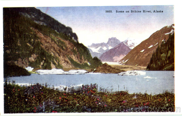 Scene On Stikine River Scenic Alaska