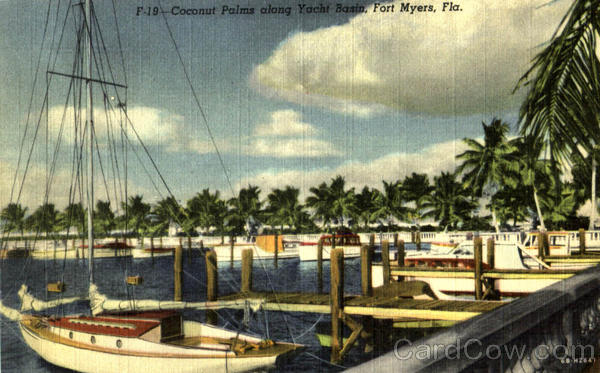 Coconut Palm Along Yacht Basin Fort Myers Florida