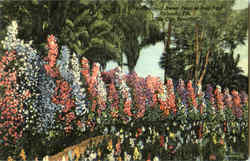 Hedge Of Sweet Peas, Eola Park Orlando, FL Postcard Postcard