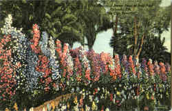 Hedge Of Sweet Peas, Eola Park Postcard