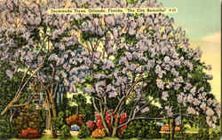 Jacaranda Trees Orlando, FL Postcard Postcard