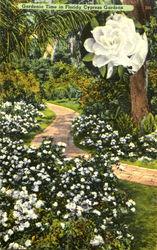 Gardenia Time In Florida Cypress Gardens Flowers Postcard Postcard