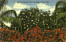 Florida Grapefruit Grove And Hedge Of Flame Vine Postcard