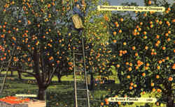 Harvesting A Golden Crop Of Oranges Scenic, FL Postcard Postcard