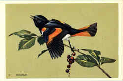 Redstart Birds Postcard Postcard
