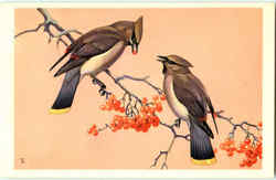 Cedar Waxwing Birds Postcard Postcard