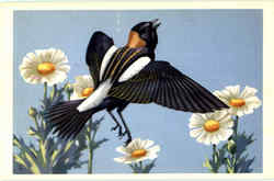 Bobolink Postcard