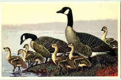Canada Goose Birds Postcard Postcard