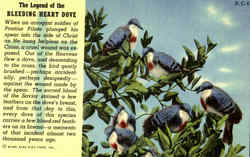 The Legend Of The Bleeding Heart Dove Postcard