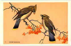 Cedar Waxwing Birds Postcard Postcard