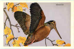 Woodcock Birds Postcard Postcard