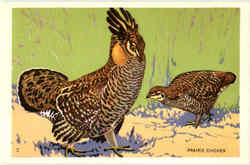 Prairie Chicken Chickens Postcard Postcard