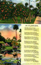 In Florida Scenic, FL Postcard Postcard